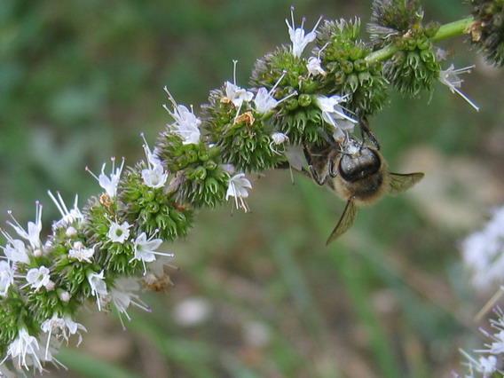 abeille sur la menthe